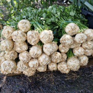 Seler z nacią 10szt