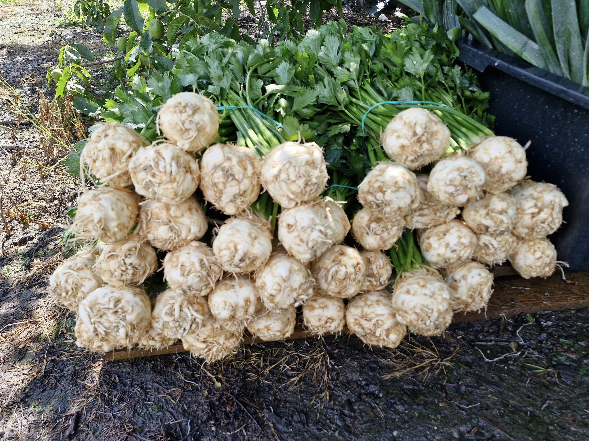 Seler z nacią 10szt