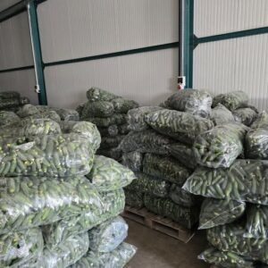 Ogórek gruntowy 500kg