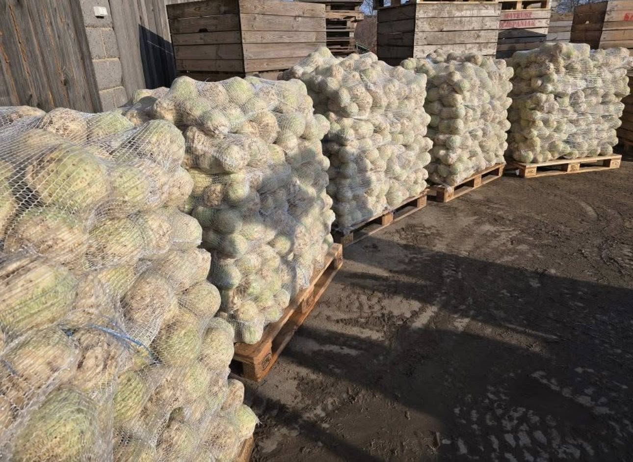 Seler 500kg - obrazek 2