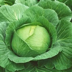 Kapusta głowiasta biała - najlepsza na gołąbki!