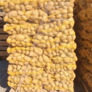 Ziemniaki młode 500kg