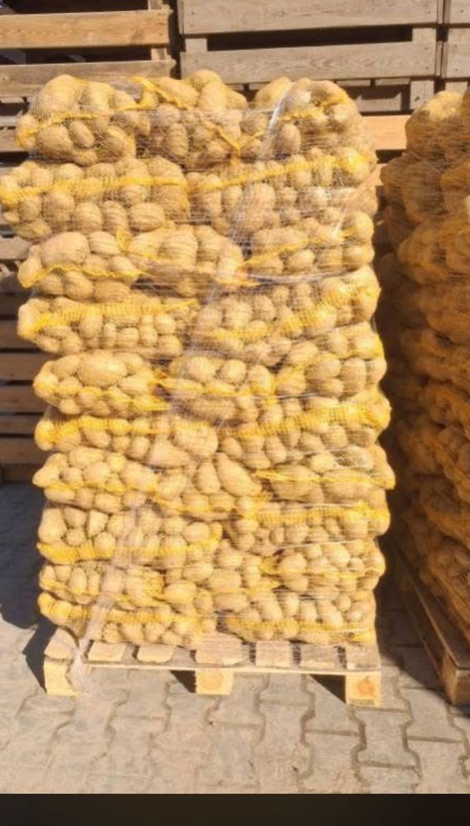 Ziemniaki młode 500kg