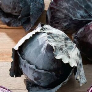 Kapusta głowiasta czerwona